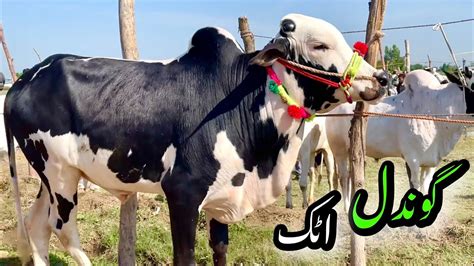 Gondal Mandi Attock Latest Update Fateh Jang Bulls Bakra Mandi