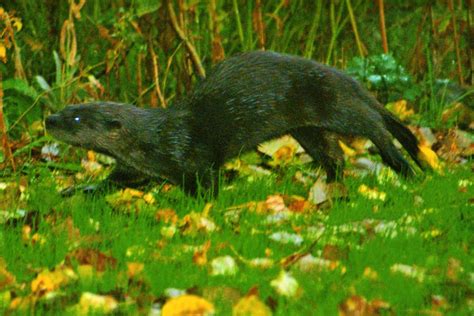 Shoreline Area News: Wild creatures among us: Otters