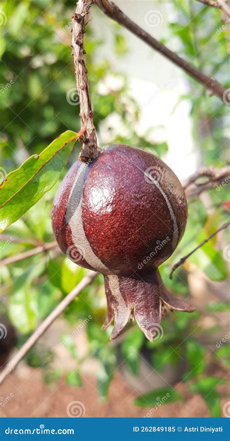 Un árbol De Granadas Poco Común Imagen de archivo Imagen de raro