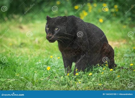 Portrait Of Black Panther In The Jungle Stock Photo Image Of Creature