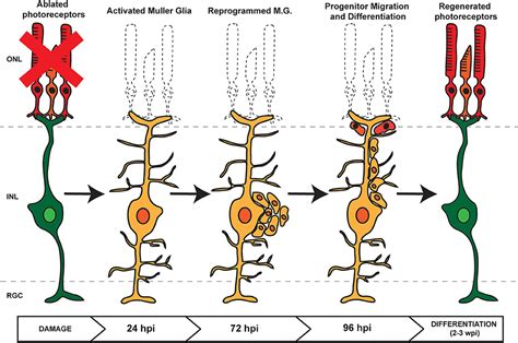 Frontiers Mirnas And M Ller Glia Reprogramming During Retina Regeneration