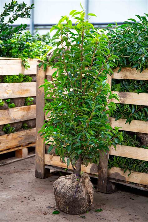 Portuguese Laurel Evergreen Hedging Form Plants