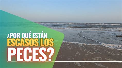 Las sorprendentes razones detrás de la falta de peces en la playa