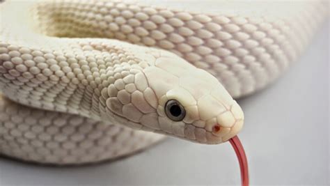 Sonhar Cobra Branca O Que Significa Saiba Aqui O Que Quer Dizer