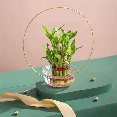Buy Ugaoo Two Layer Feng Shui Bamboo Plant Online Price ₹259