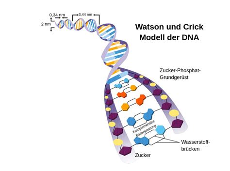 DNA Labster Theory