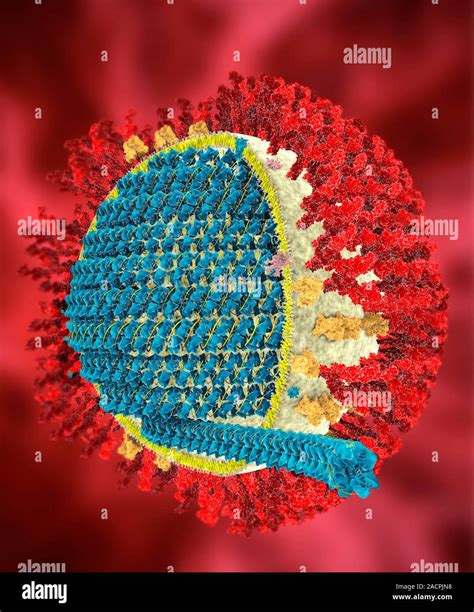 Mers Coronavirus Proteins Cutaway Computer Model Showing The Protein