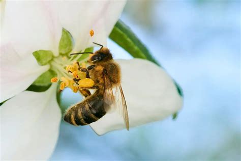 The Power Of Pollination Why It Matters 🐝🦋🐦‍⬛ Reston Farm Garden Market