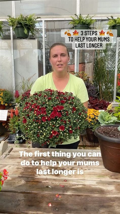 Buchwalter Greenhouse On Instagram 3 Steps To Keep Your Mums Lasting