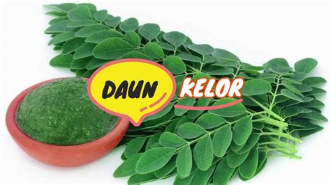 Daun Kelor Beginilah 10 Manfaat Dan Khasiat Air Rebusan Daun Kelor