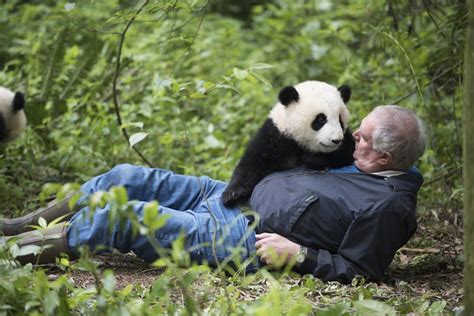 Imax film 'Pandas' gets up close with endangered bears | Movie reviews ...