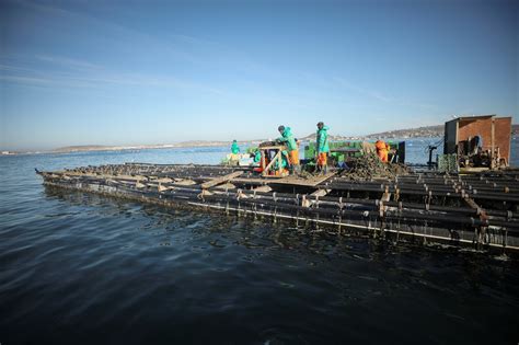 How Integrated Aquaculture Systems Can Help Feed The World World