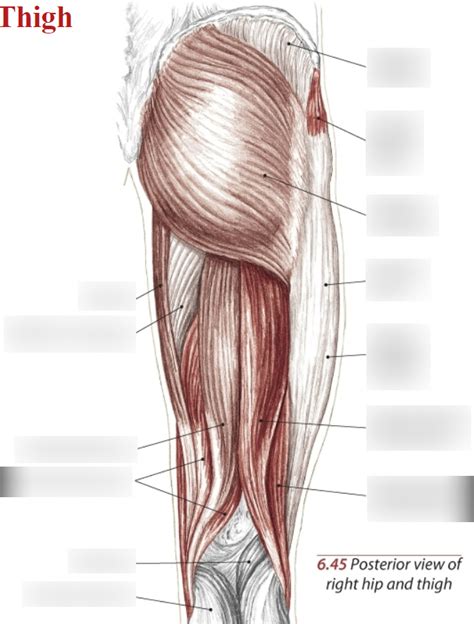 Posterior Thigh Diagram Diagram Quizlet