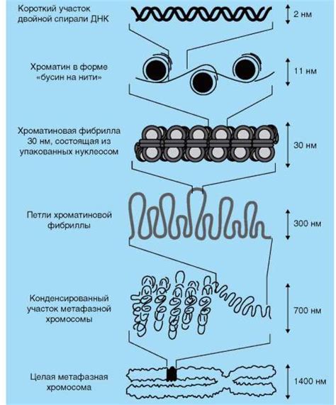 Хроматин фото
