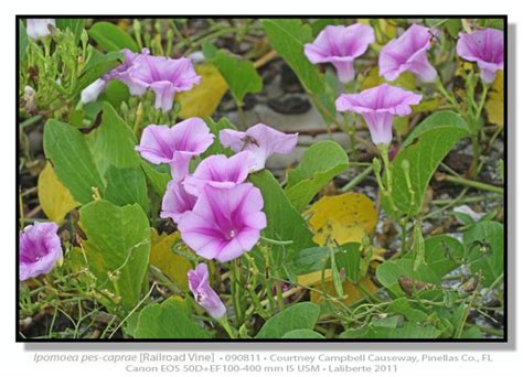 Railroad Vine