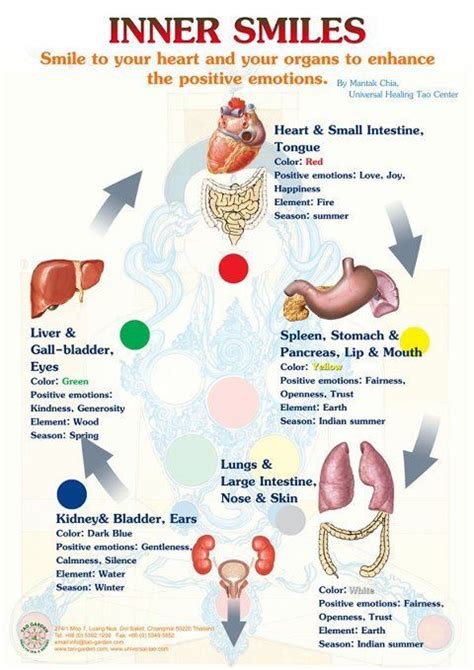 Organs And Emotions Chart