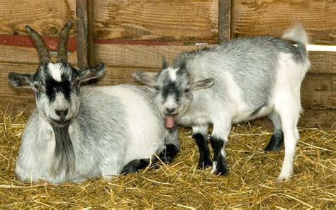 Options To Improve Traditional Goat Breeding Controlled Breeding