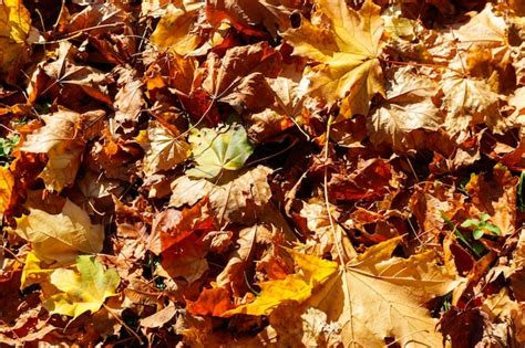 Premium Photo | Background of the autumn maple leaves