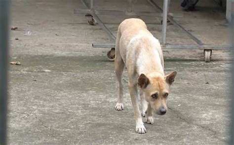 lai   nguoi   dong nai bi cho dai  xac dinh la cho hoang