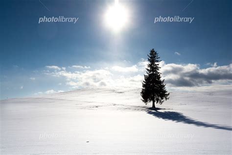 雪原に立つマツの木 美瑛町 写真素材 6596607 フォトライブラリー Photolibrary