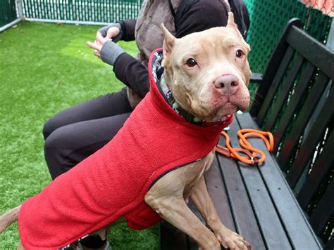 Pit Bull Who Loves To Give Kisses Set To Be Destroyed In Kill Shelter