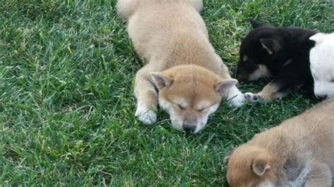 Red male Shiba Inu Puppies for Sale in Beaverton, Oregon Classified ...