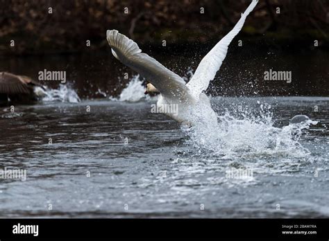 Mute Swan Splashing Water As He Aggressively Chases A Canada Goose