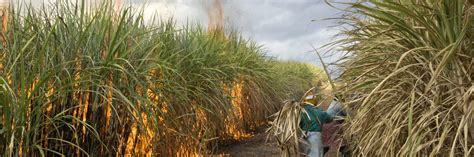 Queima da palha de cana de açúcar em atividades agroindustriais na