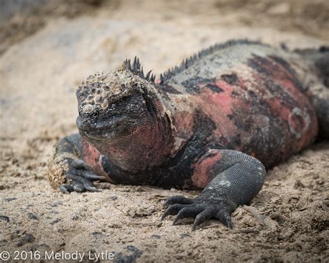 Marine Iguana Espa Ola Amblyrhynchus Cristatus Espa Ola Flickr