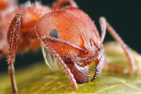 Fire ant, insect, ants, animals HD wallpaper | Wallpaper Flare