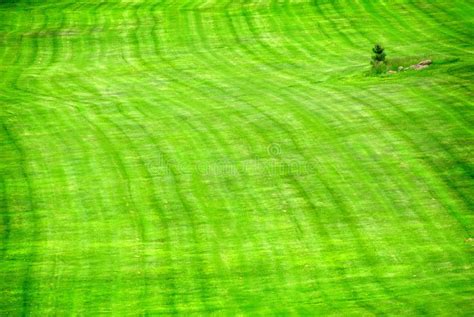 Lush Green Lawn Stock Photo Image Of Greenery Garden 9831938