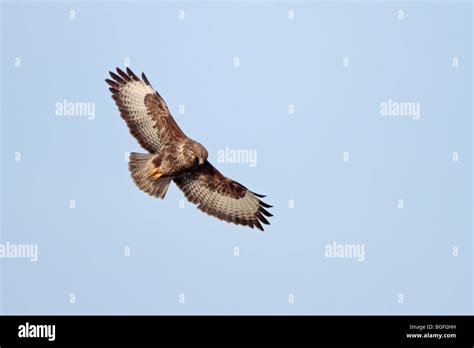 Common Buzzard in flight Stock Photo - Alamy