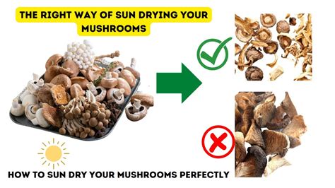 How To Sun Dry Your Mushrooms Perfectly Dehydrate Mushroom In Right Way Part 2 Youtube