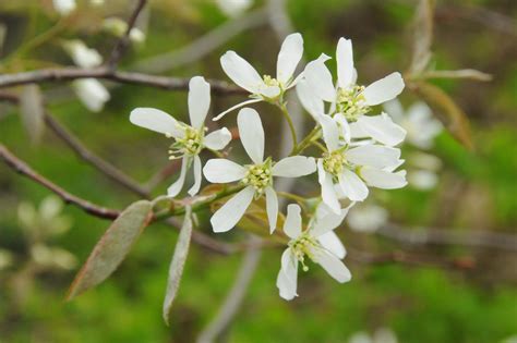 Amelanchier serviceberry - Landscape Ontario