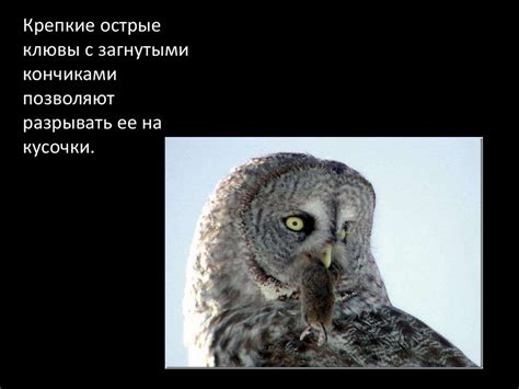 Хищные ночные птицы - презентация онлайн