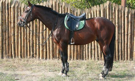 Understanding The Difference Between Horse Tack And Equipment Tack