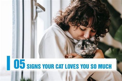 05 Signs Your Cat Loves You So Much In 2023 Cat Love Love You So Much Love You