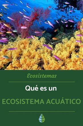 Qu Es Un Ecosistema Acu Tico Caracter Sticas Tipos Flora Y Fauna V Deo