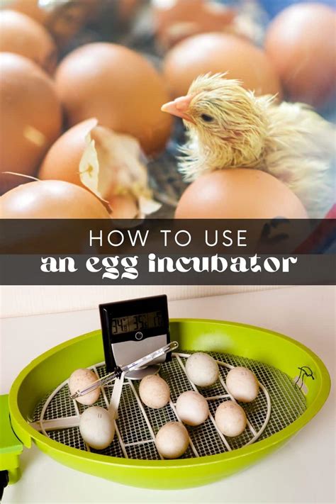 Incubating Chicken Eggs • Longbourn Farm