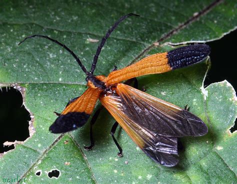 End Band Net Wing Beetle Calopteron Terminale North American