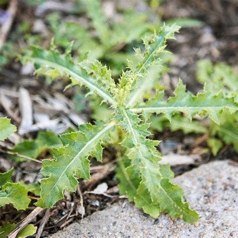 Weed Identification Guide Gardens Spring And Perennials