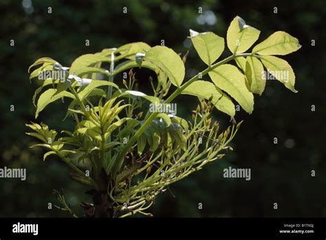 Ash tree seeds hi-res stock photography and images - Alamy