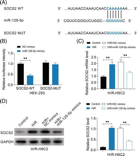 Socs Was A Downstream Target Of Mir P A The Binding Site Of