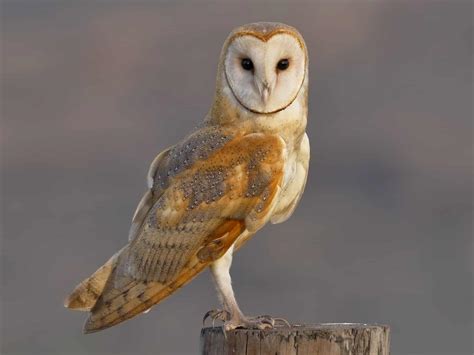 Barn Owl Tyto Alba Glenlivet Wildlife