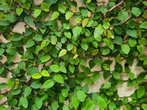 Creeping Fig Or Climbing Fig On The Wall Stock Image Image Of Leaf