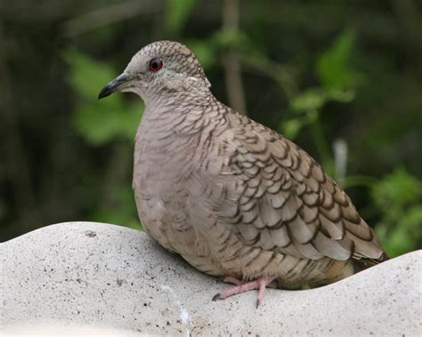 Inca Dove Photos Birdspix