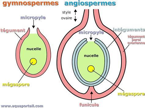 Angiosperme Définition Et Explications