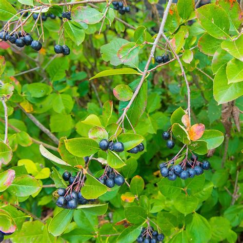 Viking Black Chokeberry Aronia High Country Gardens