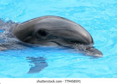 Dolphin Muzzle Stock Photo Shutterstock