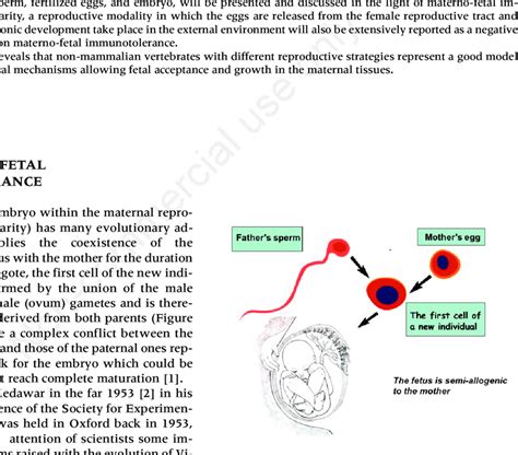 The Zygote The First Cell Of A New Individual Is Formed By The Union